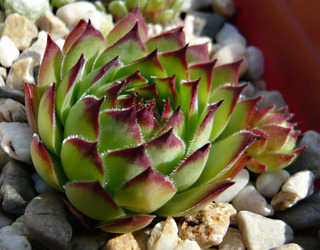 tectorum var. tectorum (affine)