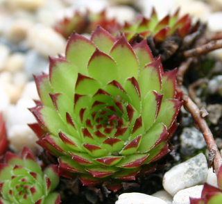 marmoreum ssp. marmoreum (dinaricum)