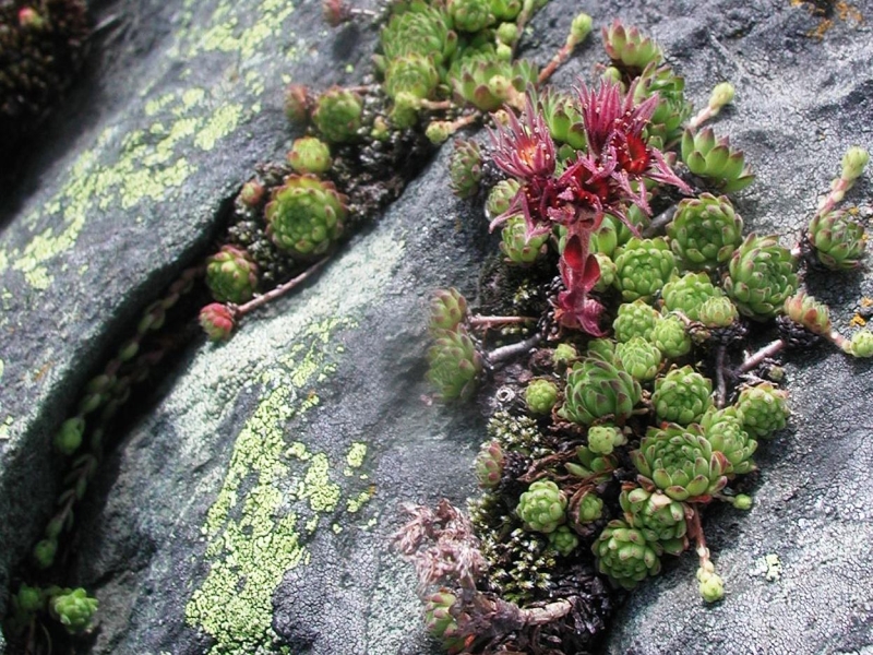 montanum from Furkapass