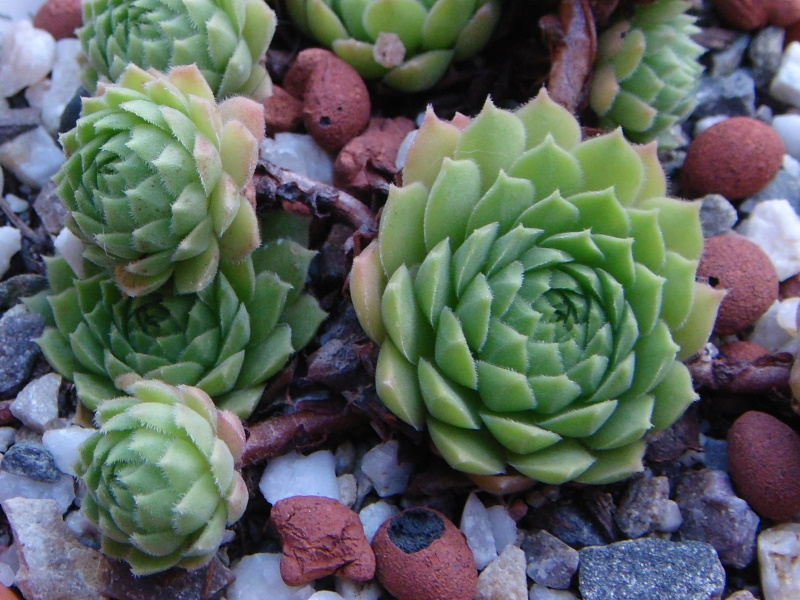marmoreum ssp. reginae-amaliae