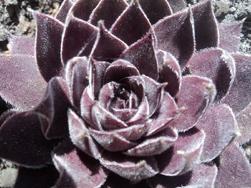 Belladonna