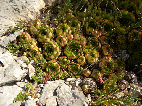tectorum var. tectorum (andreanum) from Torreta de Cadí