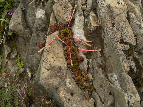marmoreum ssp. marmoreum from Valušnica (Mitte)