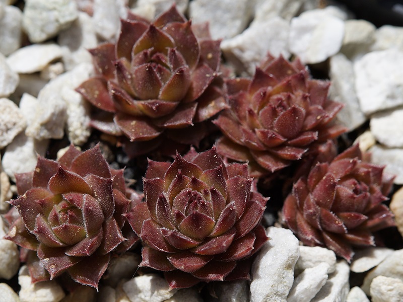 Baby Blush