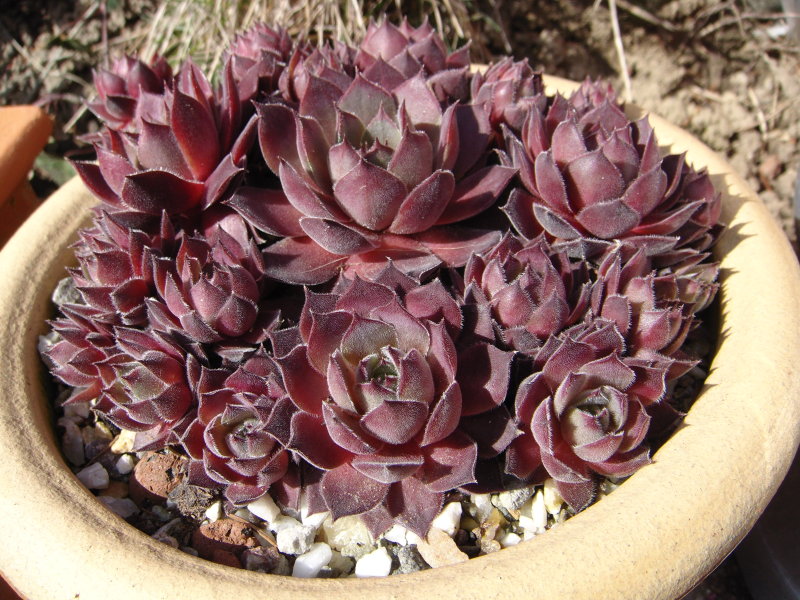 Belladonna