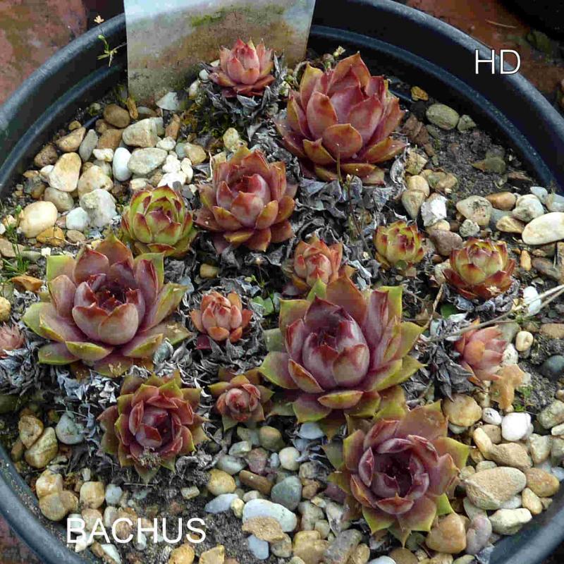 Bachus