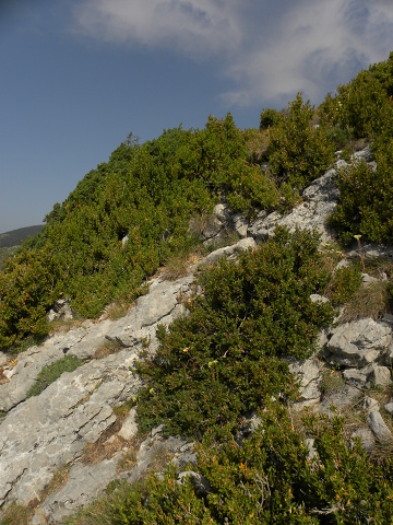 tectorum var. tectorum (andreanum) from Torreta de Cadí
