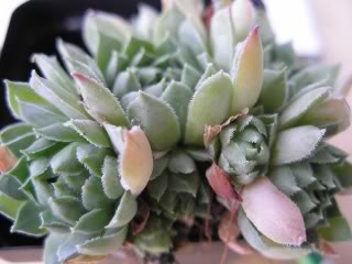 tectorum var. tectorum (andreanum)