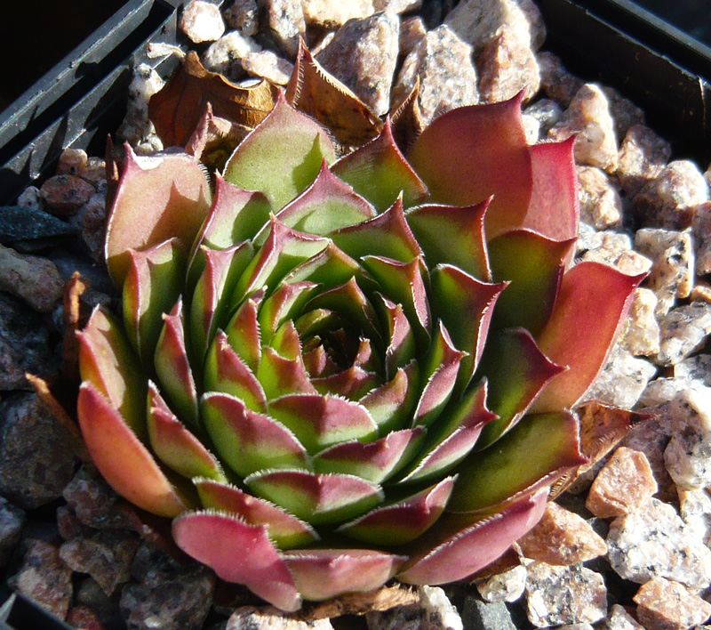 tectorum var. arvernense from Rocher de Bonnevie (Typ 01A)