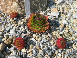 tectorum var. tectorum (boissieri)