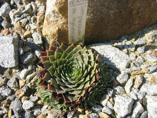 marmoreum ssp. erythraeum