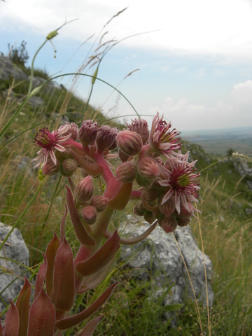 marmoreum ssp. marmoreum from Cheile Turzii (oben)