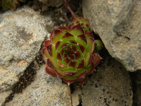 marmoreum ssp. marmoreum from Valušnica (Mitte)
