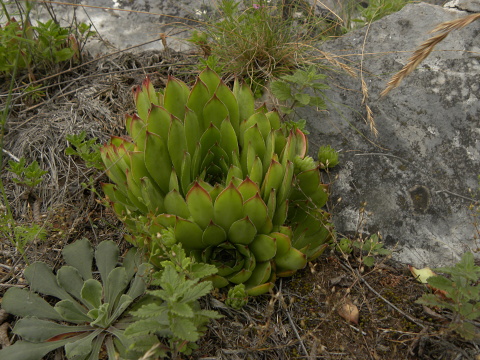 marmoreum ssp. marmoreum from Pernik