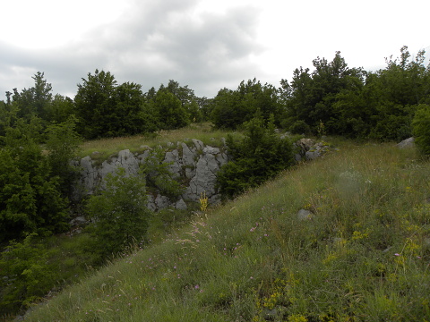 marmoreum ssp. marmoreum from Pernik