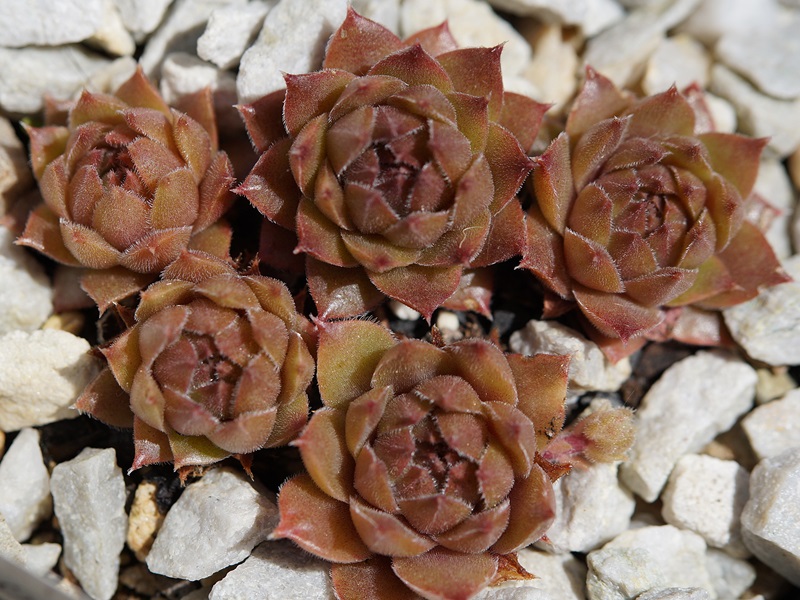 Baby Blush