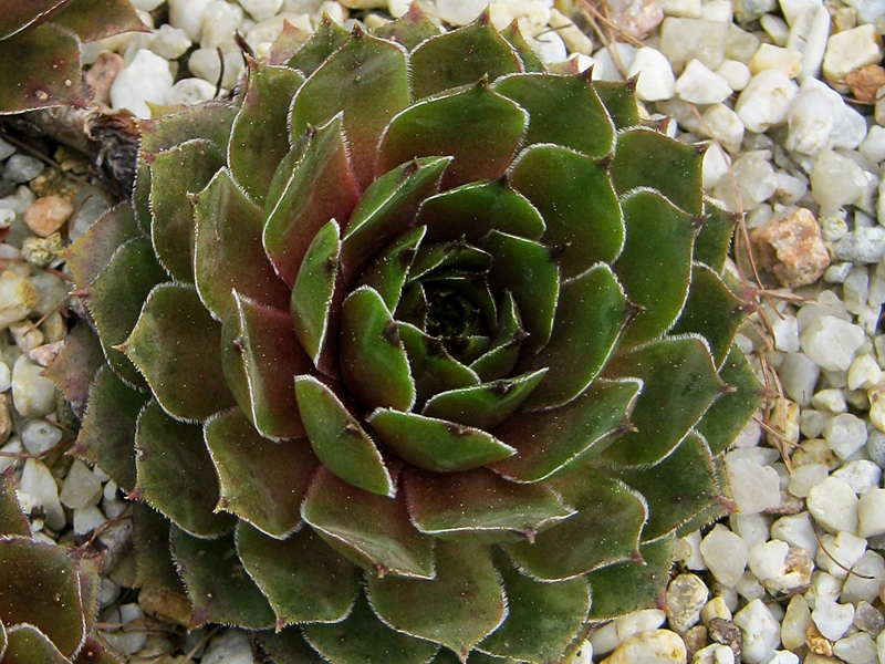 Benala