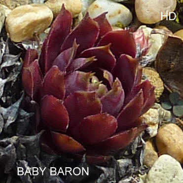 Baby Baron