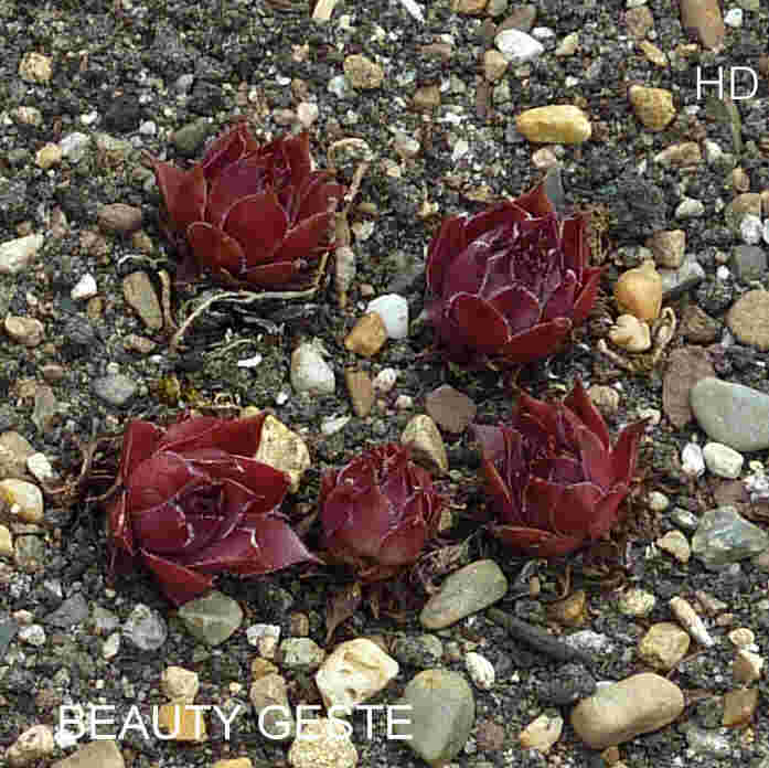Beauty Geste