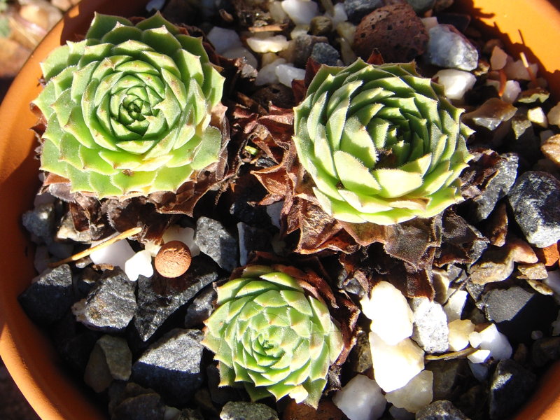 marmoreum ssp. reginae-amaliae