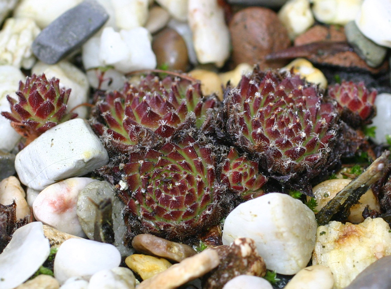 montanum (alpestre)