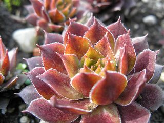 marmoreum ssp. marmoreum (rubicundum)