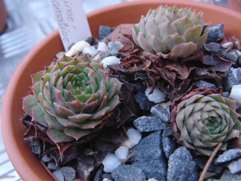 marmoreum ssp. reginae-amaliae