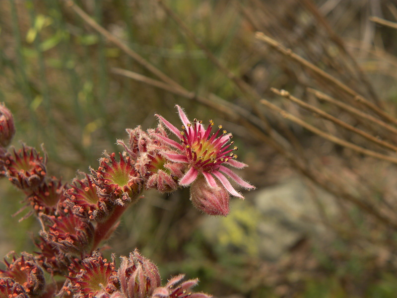 tectorum var. tectorum from Sant Maurici, See