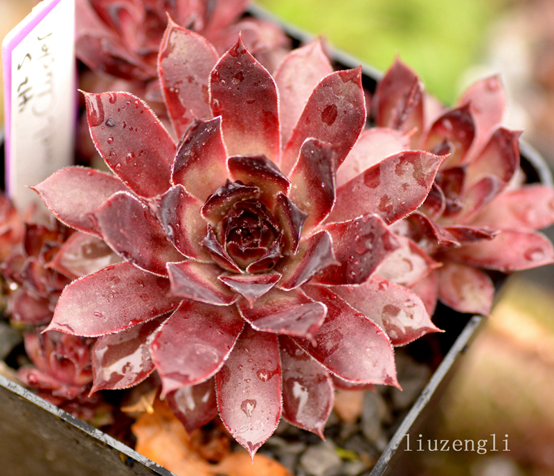 Caramel Cluster
