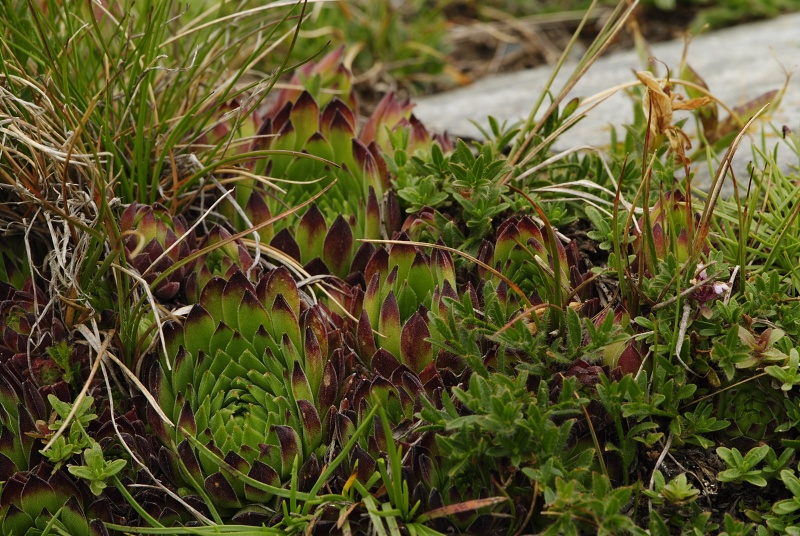 marmoreum ssp. reginae-amaliae (macedonicum) from Kobilino pole, O