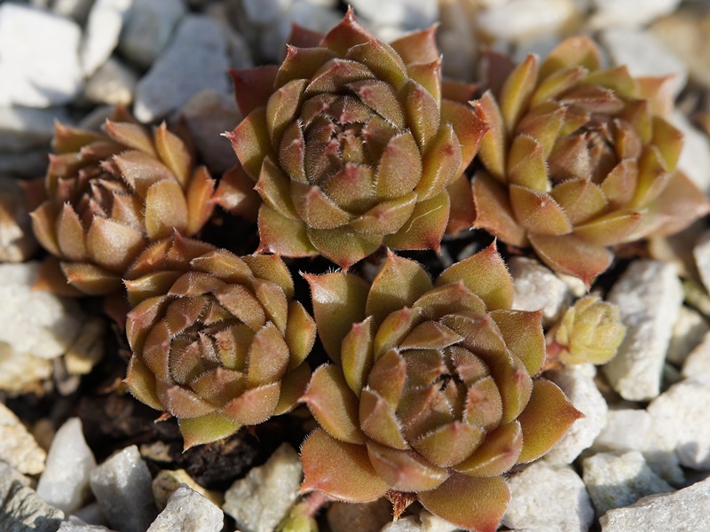 Baby Blush