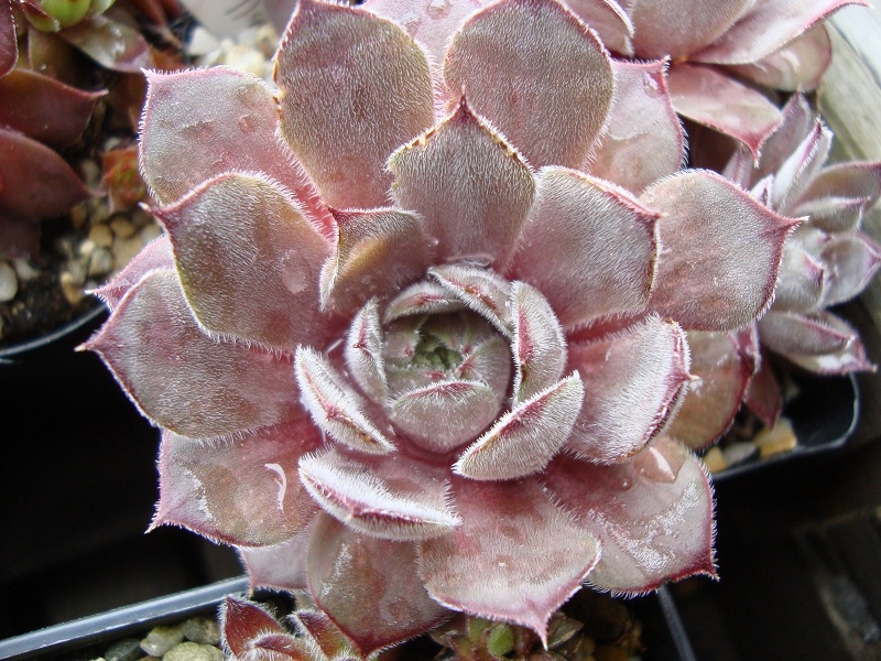 Belladonna