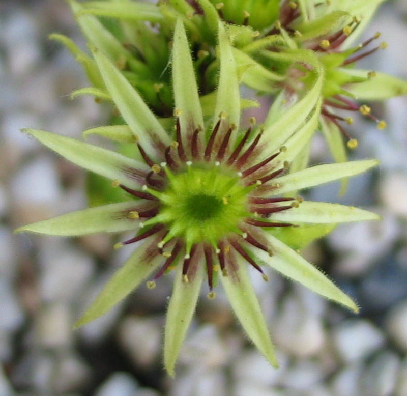 wulfenii