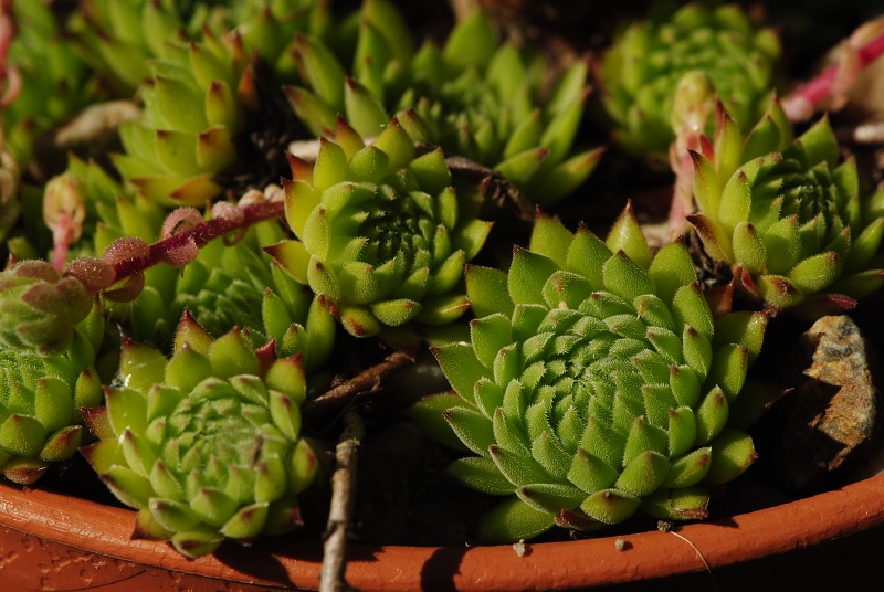 marmoreum ssp. reginae-amaliae (macedonicum) from Belandža