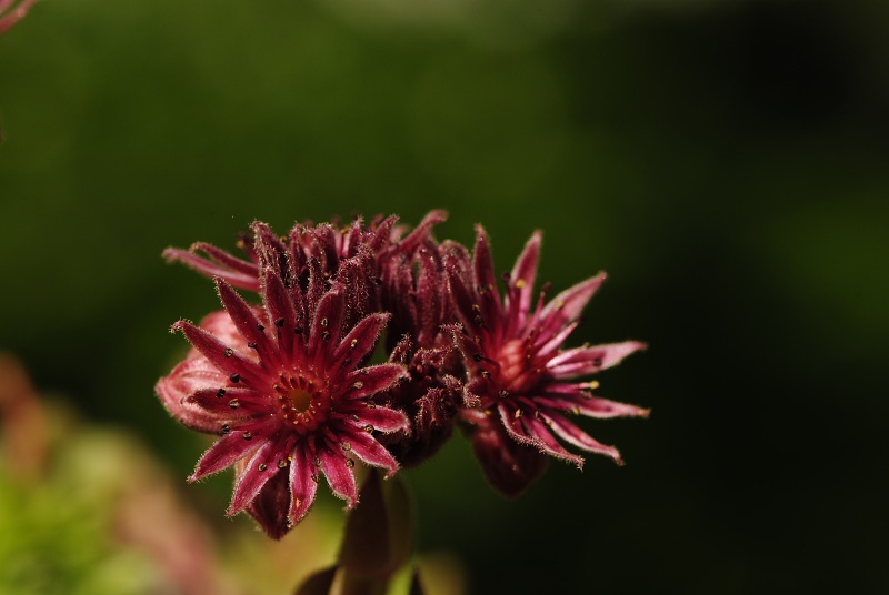 marmoreum ssp. reginae-amaliae (macedonicum) from Belandža