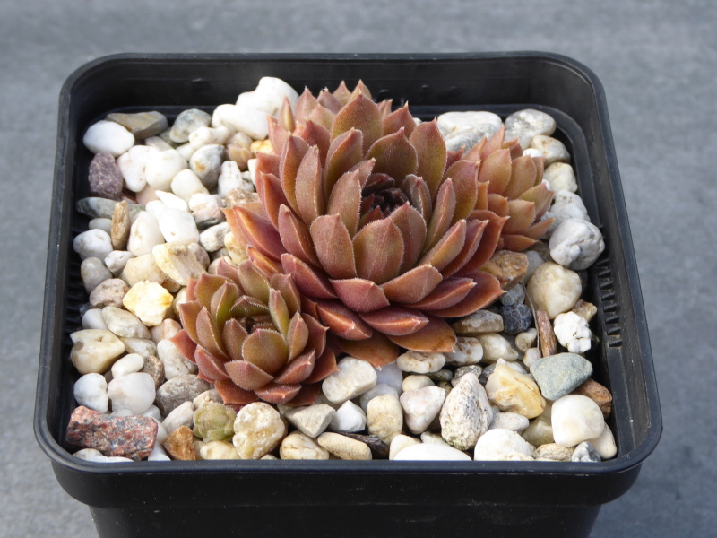Baby Blush