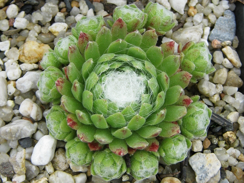 Bärbel