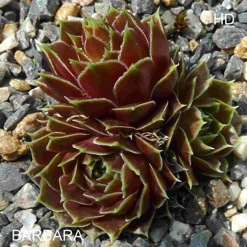 Barbara / Jovi