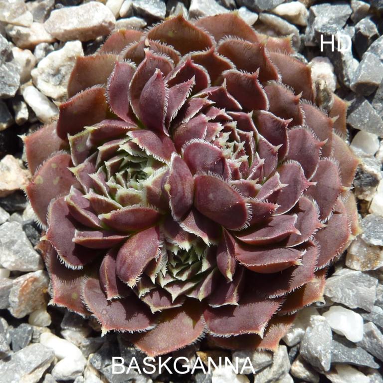 Baskganna / Jovi