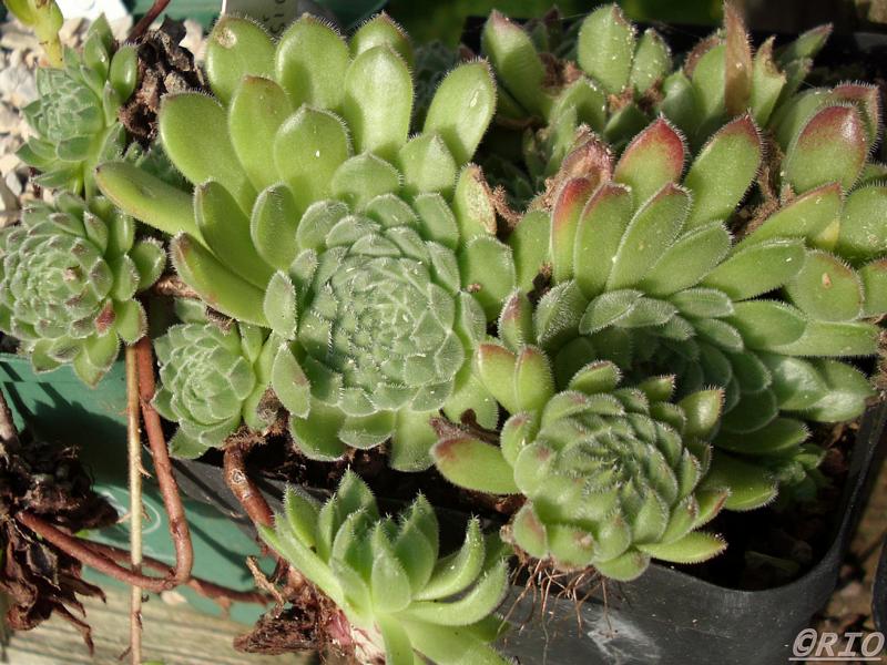 transcaucasicum