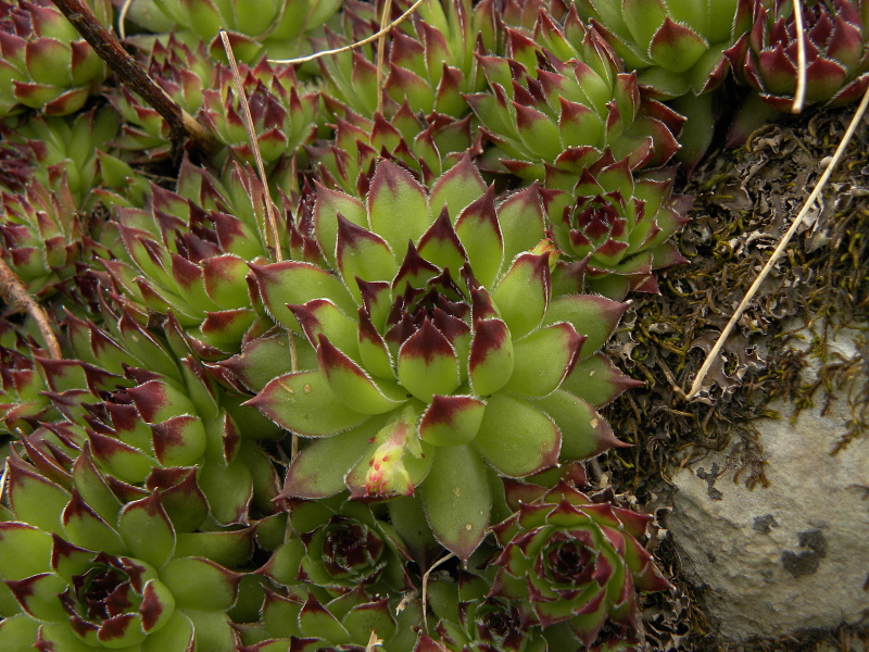 marmoreum ssp. marmoreum from Mliječni do, Ende