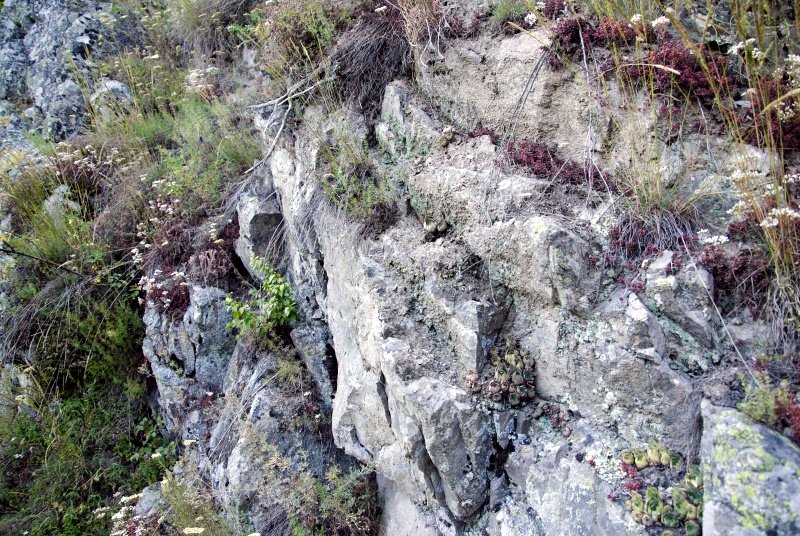 marmoreum ssp. erythraeum from Beli Iskar