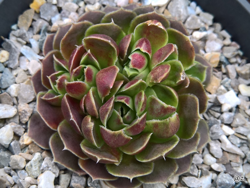 Barbara / Jovi