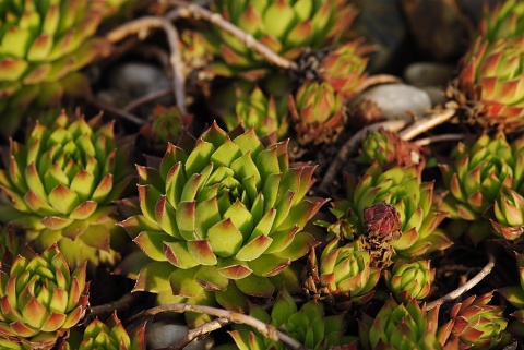 marmoreum ssp. reginae-amaliae (macedonicum) from Ljuboten