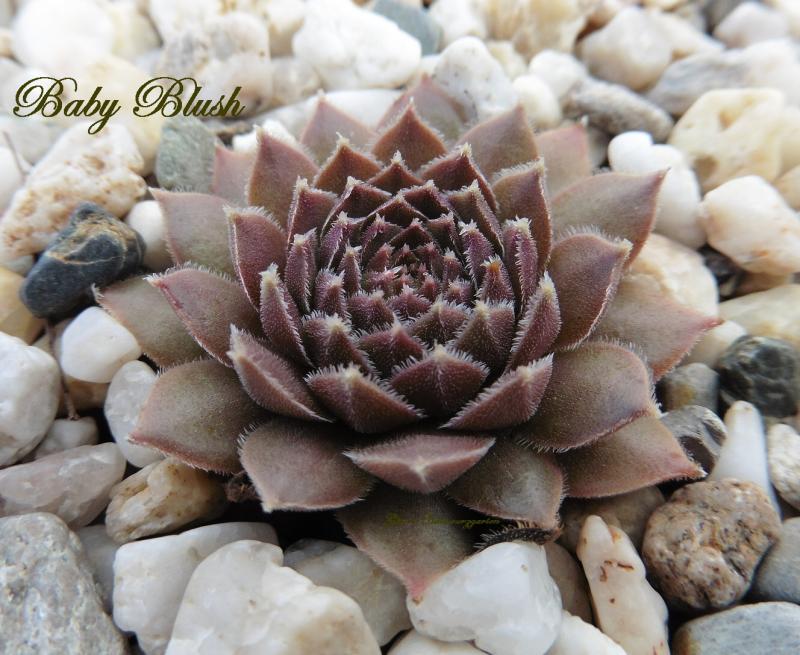 Baby Blush
