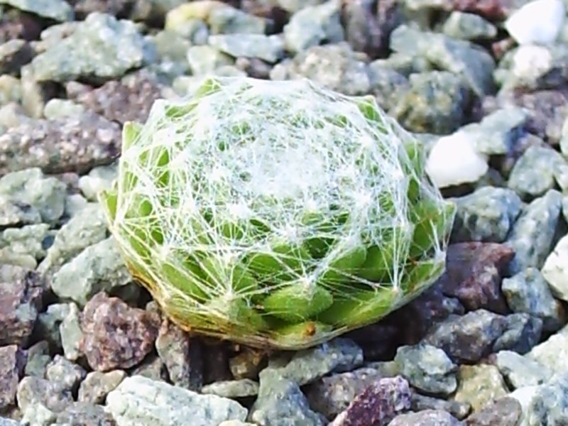 Bärbel