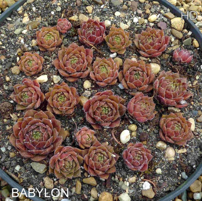Babylon