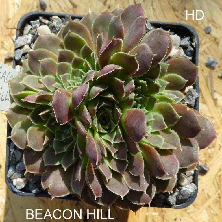 Beacon Hill / Jovi