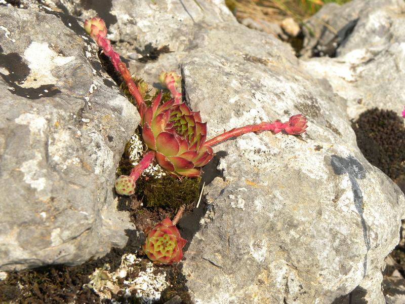 marmoreum ssp. marmoreum from Ćurovac, Aussicht
