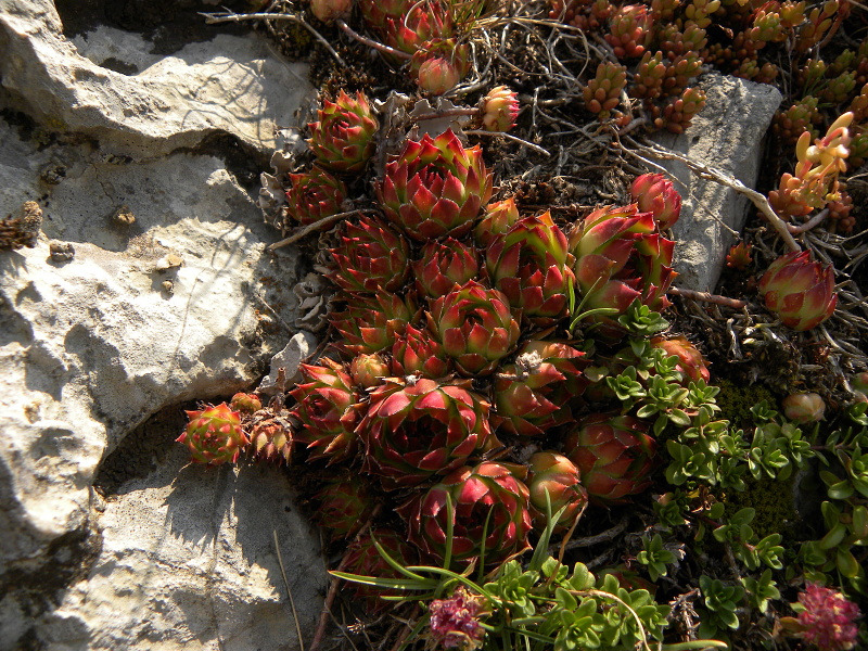 marmoreum ssp. marmoreum from Urdeni Do, Straße
